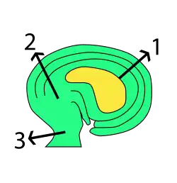 campylotrope zaadknop