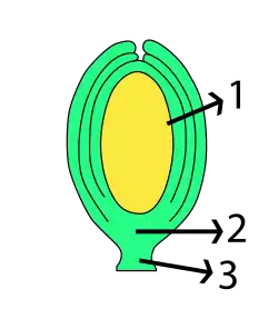 orthotrope zaadknop1&nbsp;nucellus, 2&nbsp;vaatmerk, 3&nbsp;navelstreng, 4&nbsp;rafe
