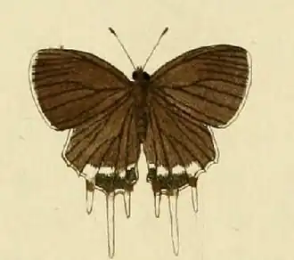 Oxylides faunus