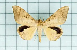 Oxyodes scrobiculata