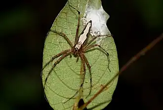 Oxyopes shweta