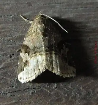 Metachrostis perplexa