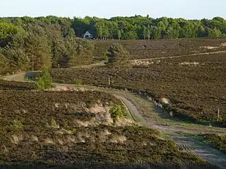 Heide achter de Paasheuvel