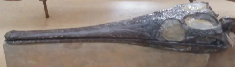 De schedel van Pelagosaurus typus.