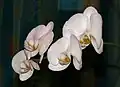 Phalaenopsis aphrodite