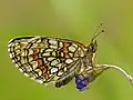 Melitaea athaliaBosparelmoervlinder