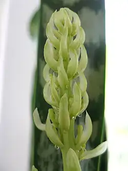 Bloeiwijze van Sansevieria hyacinthoides