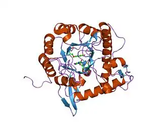Structuur van IMP-dehydrogenase..mw-parser-output .taalaanduiding{font-family:sans-serif;font-size:85%;cursor:help;color:var(--color-subtle,#555)}.mw-parser-output .taalaanduiding span{border-bottom:1px dotted var(--color-subtle,#555)}(en) Prosise GL, Luecke H (2003). Crystal structures of Tritrichomonasfoetus inosine monophosphate dehydrogenase in complex with substrate, cofactor and analogs: a structural basis for the random-in ordered-out kinetic mechanism. J. Mol. Biol. 326 (2): 517–27. PMID 12559919. DOI: 10.1016/S0022-2836(02)01383-9.
