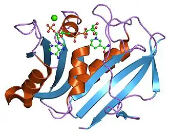 alt=Structuur van dihydrofolaatreductase uit kippenlever. Zie de Protein Data Bank entry: 8DFR.