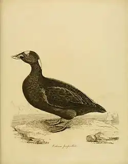 Brilzee-eend (Melanitta perspicillata) uit Jardine's Illustrations of the Duck Tribe'