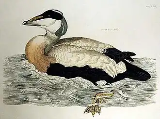 Eidereend (Somateria mollissima)  uit het boek Illustrations of British Ornithology.