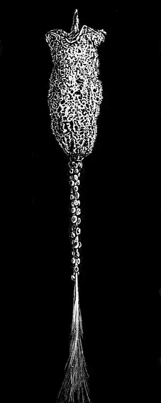 Hyalonema (Leptonema) lusitanicum