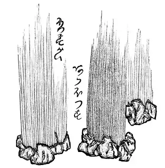 Hyalonema (Hyalonema) sieboldii