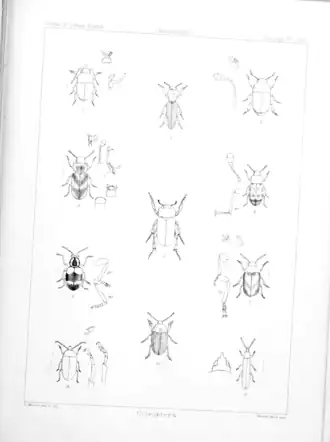 Endocoxelus variegatus