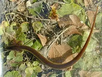 Pseudobranchus axanthus