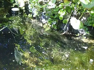 Macropodus ocellatus