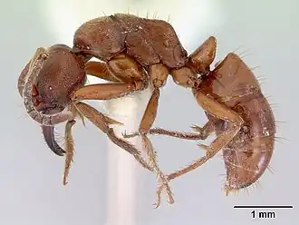 Pachycondyla amblyops