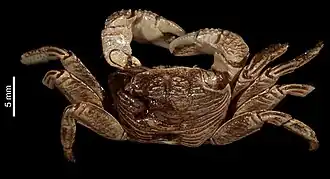 Pachygrapsus plicatus