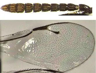 Pachyneuron emersoni