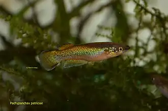 Pachypanchax patriciae