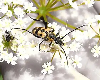 Pachytodes erraticus