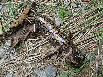 De meeste salamanders (hier de Pacifische reuzensalamander) hebben een goede schutkleur.