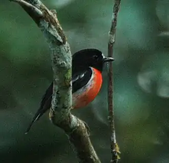 Norfolkvliegenvanger