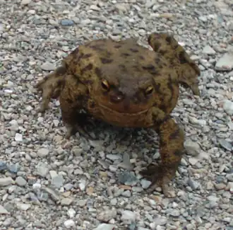 Gewone pad(Bufo bufo)