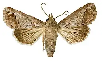 Paectes arcigera