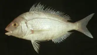 Pagellus affinis