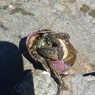 Pagurus novizealandiae