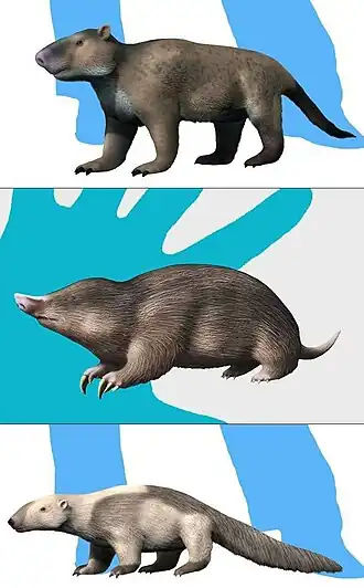 Palaeanodonta