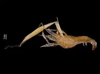 Palaemonella crosnieri