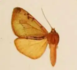 Palaeomolis hampsoni