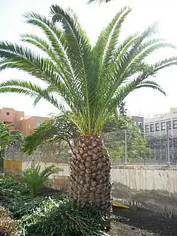 Canarische dadelpalm (Phoenix canariensis)