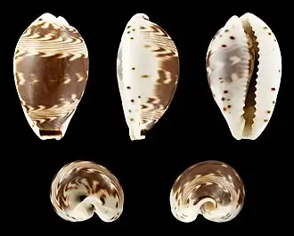 Palmadusta diluculum