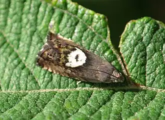 Populierendwergbladroller