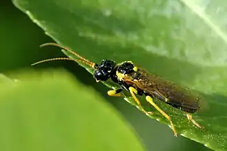 Pamphilius sylvaticus