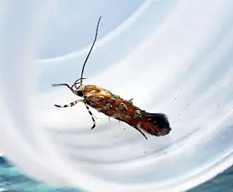 Eteobalea isabellella