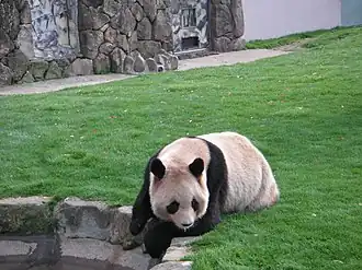 Panda Land