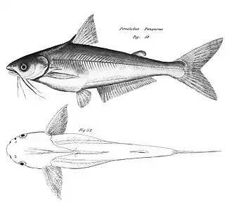 Pangasius pangasius