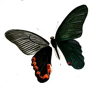 Papilio elephenor
