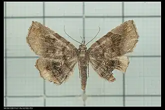 Pangrapta plumbilineata