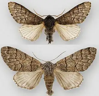 Panthea gigantea