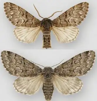 Panthea virginarius
