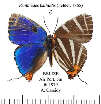 Panthiades bathildis