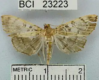 Pantographa expansalis