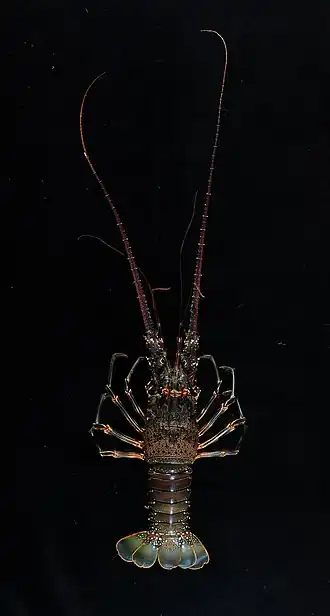 Panulirus laevicauda