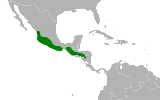 San-Geronimogierzwaluw