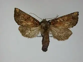 Papaipema impecuniosa